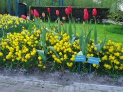 Keukenhof (74)